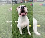 Small #1 American Bulldog Mix
