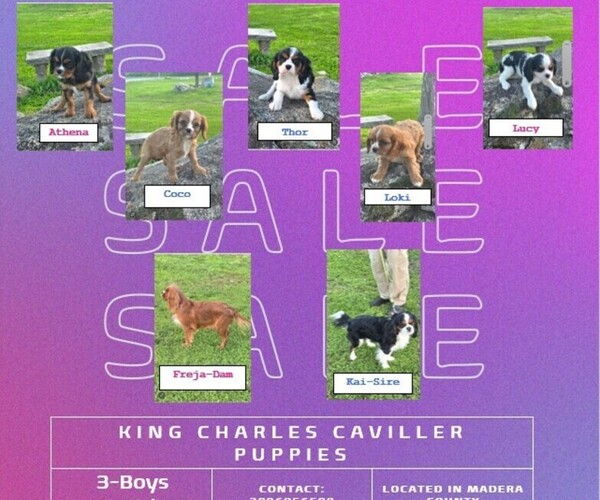 Medium Photo #1 Cavalier King Charles Spaniel Puppy For Sale in COARSEGOLD, CA, USA