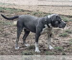 Small #5 American Pit Bull Terrier Mix