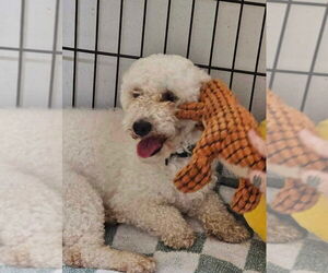 Poodle (Miniature) Dogs for adoption in Foristell, MO, USA