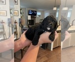 Small Photo #2 English Springer Spaniel-Labradoodle Mix Puppy For Sale in THE DALLES, OR, USA