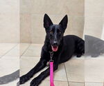 Small #4 German Shepherd Dog