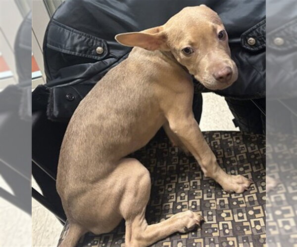 Medium Photo #1 Mutt Puppy For Sale in Plano, TX, USA