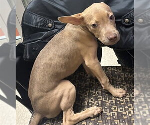 Mutt Dogs for adoption in Plano, TX, USA