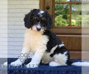 Bernedoodle (Miniature) Puppy for sale in NARVON, PA, USA