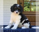 Small Bernedoodle (Miniature)