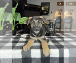 Small #6 German Shepherd Dog