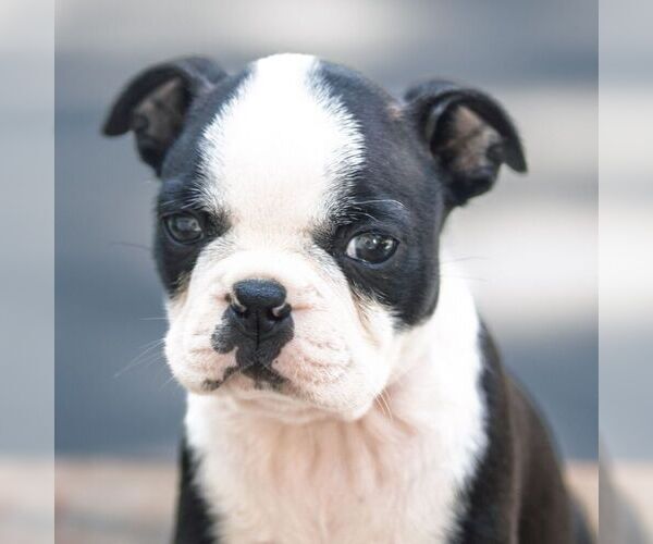 Medium Photo #4 Boston Terrier Puppy For Sale in MANHEIM, PA, USA