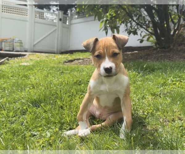 Medium Photo #3 Boxer-Unknown Mix Puppy For Sale in pomfret, CT, USA