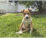 Small #2 Boxer Mix