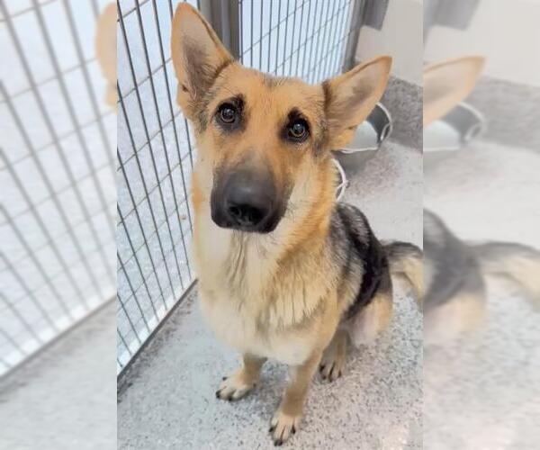 Medium Photo #2 German Shepherd Dog-Unknown Mix Puppy For Sale in Houston, TX, USA