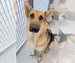 Small #1 German Shepherd Dog Mix