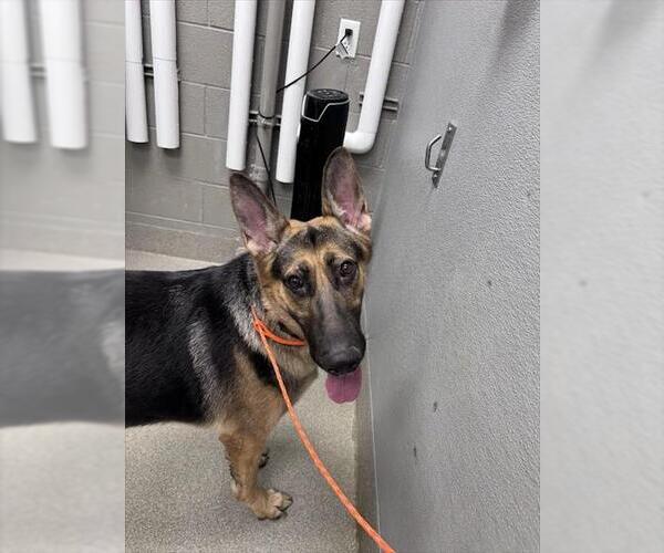 Medium Photo #1 German Shepherd Dog-Unknown Mix Puppy For Sale in Las Vegas, NV, USA