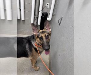 German Shepherd Dog-Unknown Mix Dogs for adoption in Las Vegas, NV, USA