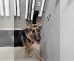 Small German Shepherd Dog Mix
