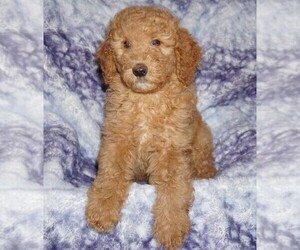 Labradoodle Puppy for sale in LA HABRA, CA, USA