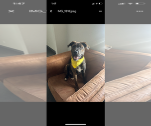 American Staffordshire Terrier Dogs for adoption in EDMOND, OK, USA