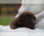 Small #2 Labrador Retriever