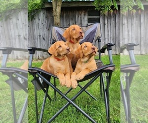 Labrador Retriever Puppy for sale in BUFFALO, NY, USA