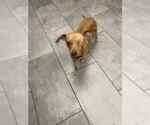 Small #6 Chihuahua Mix