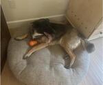 Small #1 Gerberian Shepsky