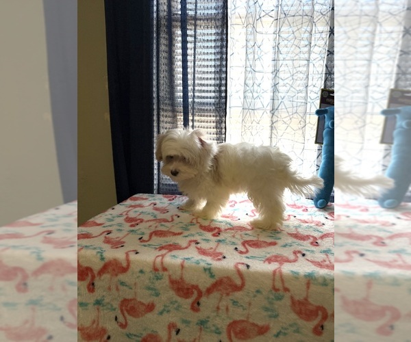 Medium Photo #1 Morkie Puppy For Sale in BENSON, NC, USA