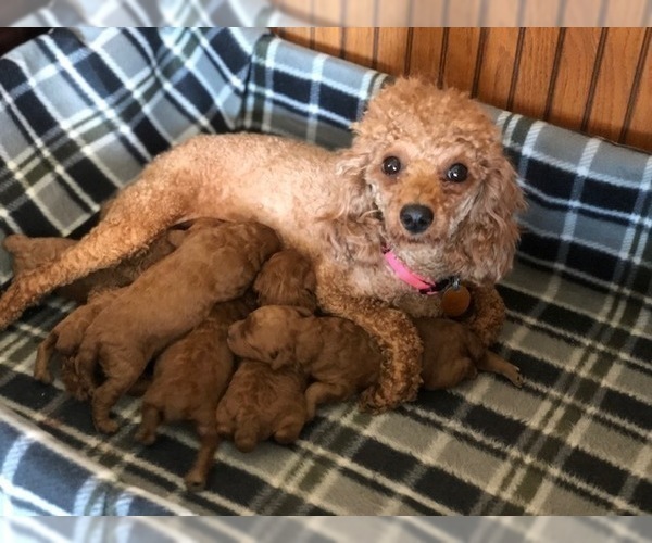 Medium Photo #1 Poodle (Toy) Puppy For Sale in EAST EARL, PA, USA