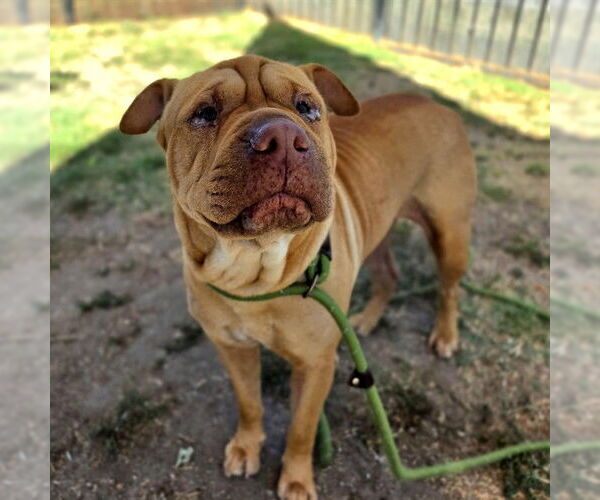 Medium Photo #1 Chinese Shar-Pei Puppy For Sale in Long Beach, CA, USA