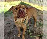 Small Chinese Shar-Pei