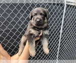 Small Photo #2 German Shepherd Dog Puppy For Sale in MIAMI BEACH, FL, USA