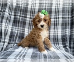 Small #2 Cavapoo (Miniature)