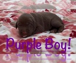 Puppy 3 Labrador Retriever