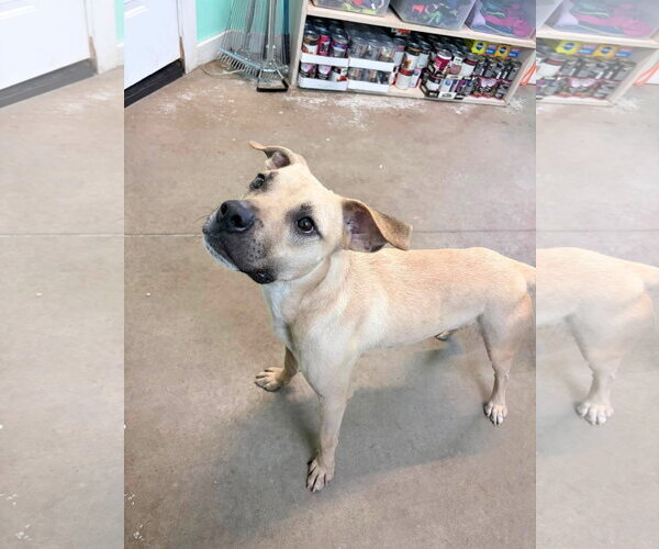 Medium Photo #5 Mountain Cur-Unknown Mix Puppy For Sale in Oakhurst, NJ, USA