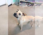 Small #4 Mountain Cur Mix