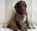 Small #1 Poodle (Standard)