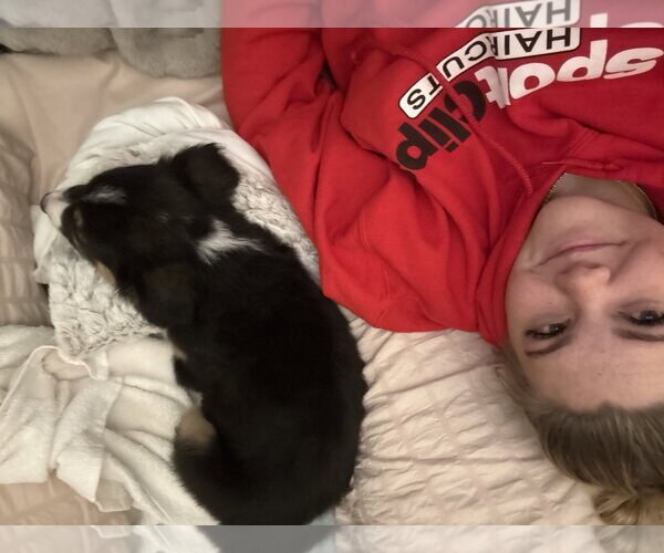 Medium Photo #7 Border Collie-Unknown Mix Puppy For Sale in Sandy, UT, USA
