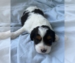 Small Photo #18 Cavapoo Puppy For Sale in PENSACOLA, FL, USA