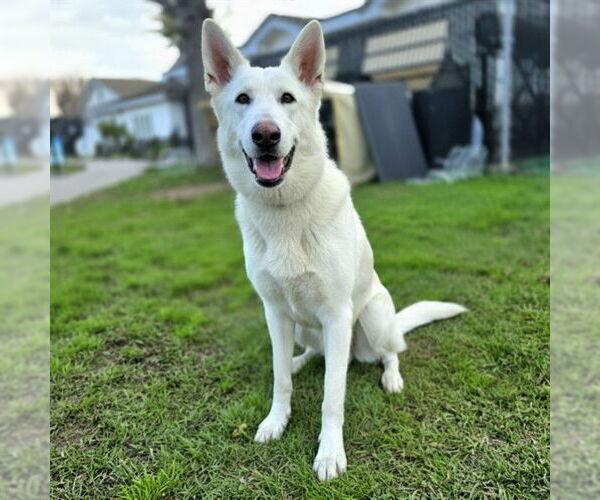 Medium Photo #1 German Shepherd Dog Puppy For Sale in Long Beach, CA, USA