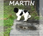 Small #1 Cockapoo