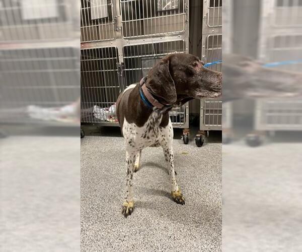 Medium Photo #1 German Shorthaired Pointer Puppy For Sale in Houston, TX, USA