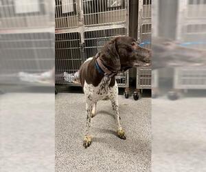 German Shorthaired Pointer Dogs for adoption in Houston, TX, USA