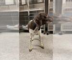 Small German Shorthaired Pointer