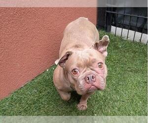 French Bulldog Dogs for adoption in Redwood City, CA, USA