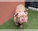 Small French Bulldog