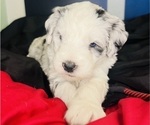 Small #5 Sheepadoodle