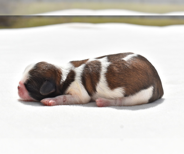 Medium Photo #4 Shih Tzu Puppy For Sale in PALM COAST, FL, USA