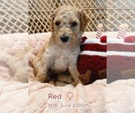 Puppy Red Goldendoodle