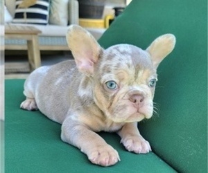 French Bulldog Puppy for sale in LAS VEGAS, NV, USA