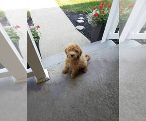 Goldendoodle (Miniature) Dog for Adoption in VACAVILLE, California USA