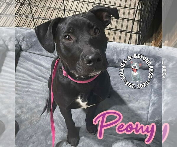 Medium Photo #5 Labrador Retriever-Staffordshire Bull Terrier Mix Puppy For Sale in Omaha, NE, USA